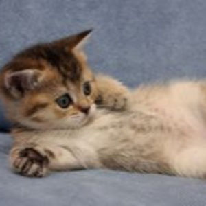 Meet your Posher, Owen